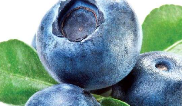 Jenis Blueberry Populer di Indonesia dan Manfaatnya