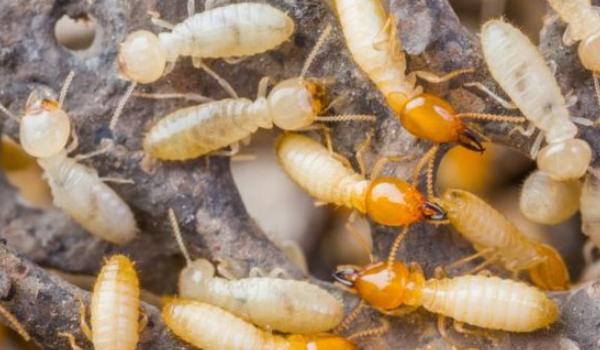 Apakah Oli Bisa Membunuh Rayap