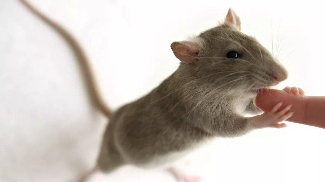Kenapa Tikus Menggigit Manusia Saat Tidur